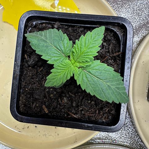 2x Runtz Fast, 1x Gelato #33 Fast growlog photo: 23:22
Leafes be hanging a bit 