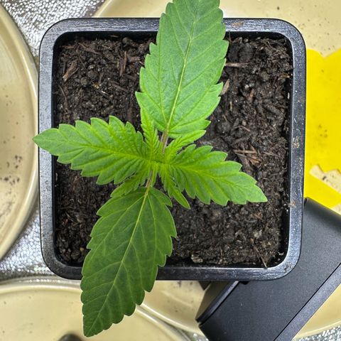 2x Runtz Fast, 1x Gelato #33 Fast growlog photo: Staring Veg Phase now 60% dimmed for now, might reduce it to 50% when something’s wrong.