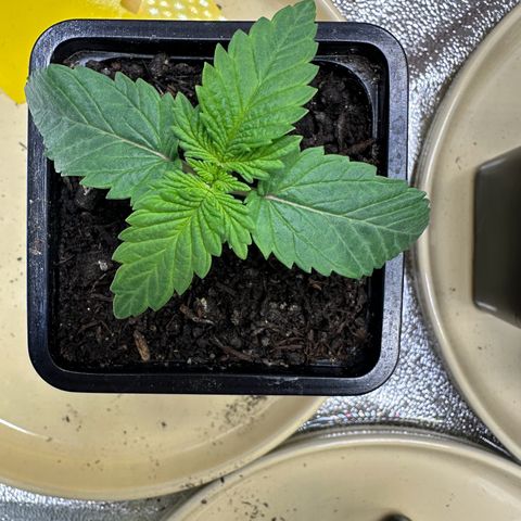 2x Runtz Fast, 1x Gelato #33 Fast growlog photo: Staring Veg Phase now 60% dimmed for now, might reduce it to 50% when something’s wrong.