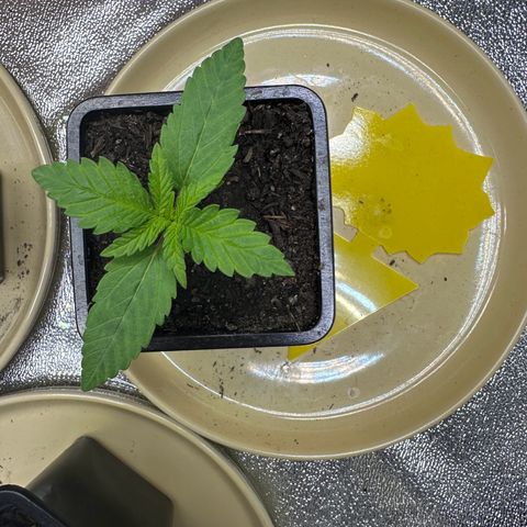 2x Runtz Fast, 1x Gelato #33 Fast growlog timeline photo