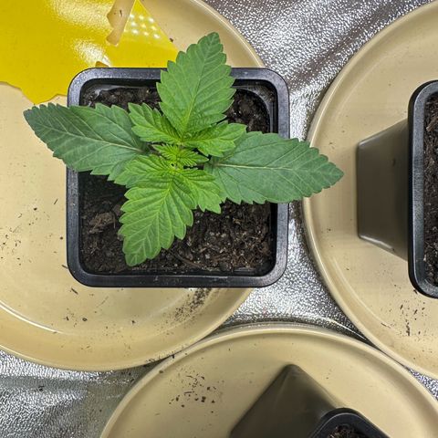 2x Runtz Fast, 1x Gelato #33 Fast growlog timeline photo
