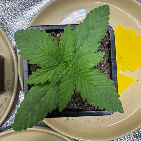 2x Runtz Fast, 1x Gelato #33 Fast growlog timeline photo