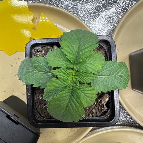 2x Runtz Fast, 1x Gelato #33 Fast growlog timeline photo