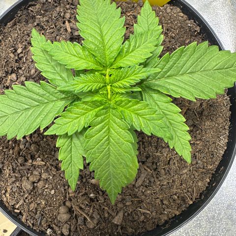 2x Runtz Fast, 1x Gelato #33 Fast growlog timeline photo