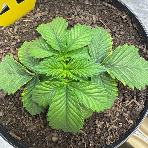 2x Runtz Fast, 1x Gelato #33 Fast growlog timeline photo