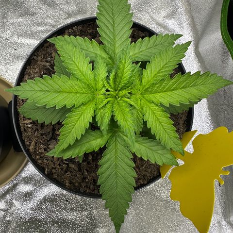 2x Runtz Fast, 1x Gelato #33 Fast growlog timeline photo