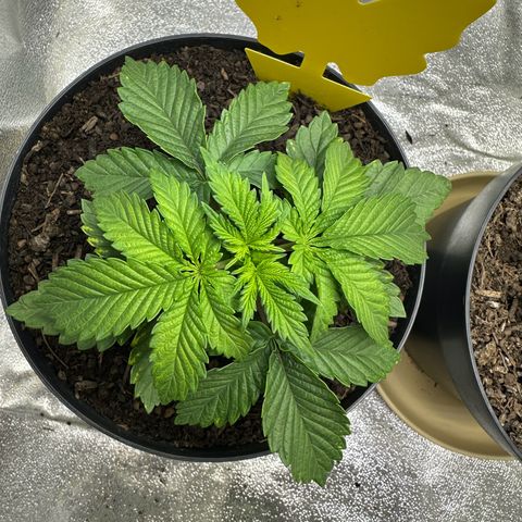 2x Runtz Fast, 1x Gelato #33 Fast growlog timeline photo