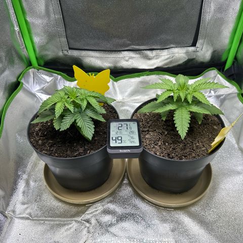 2x Runtz Fast, 1x Gelato #33 Fast growlog timeline photo