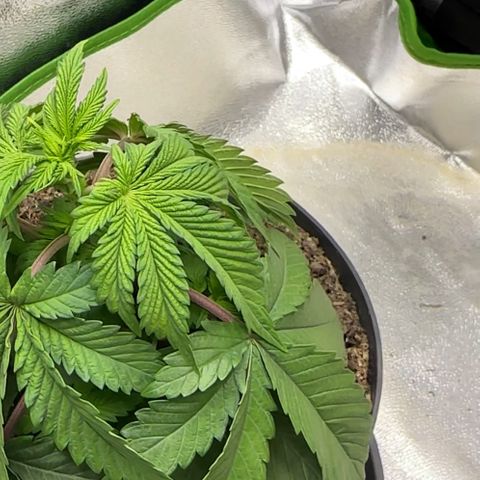 2x Runtz Fast, 1x Gelato #33 Fast growlog photo: :( hanging since like 1-2 days