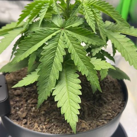 2x Runtz Fast, 1x Gelato #33 Fast growlog photo: :( hanging since like 1-2 days