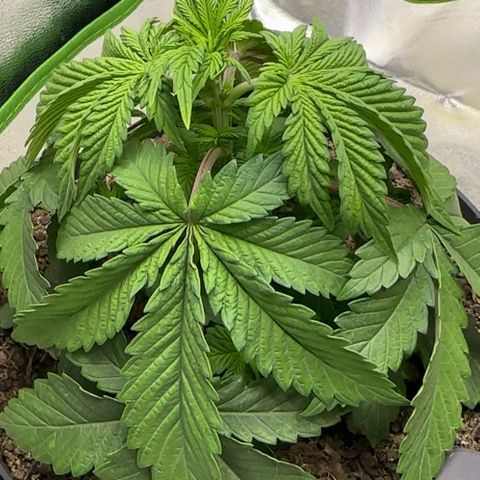 2x Runtz Fast, 1x Gelato #33 Fast growlog photo: :( hanging since like 1-2 days