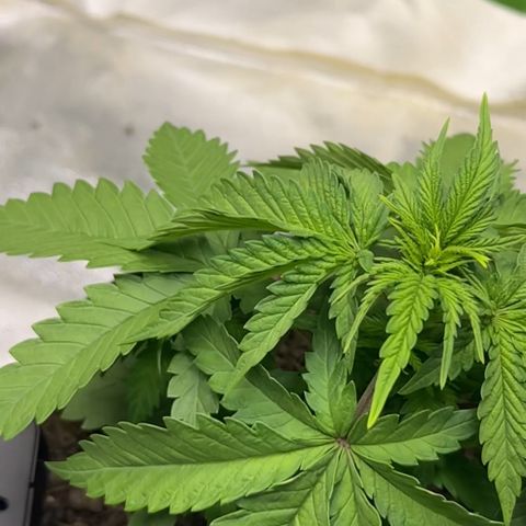 2x Runtz Fast, 1x Gelato #33 Fast growlog photo: :( hanging since like 1-2 days