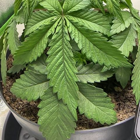 2x Runtz Fast, 1x Gelato #33 Fast growlog photo: :( hanging since like 1-2 days