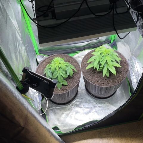 2x Runtz Fast, 1x Gelato #33 Fast growlog photo: 13 liter pots 