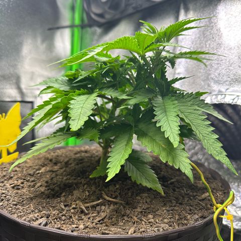 2x Runtz Fast, 1x Gelato #33 Fast growlog timeline photo