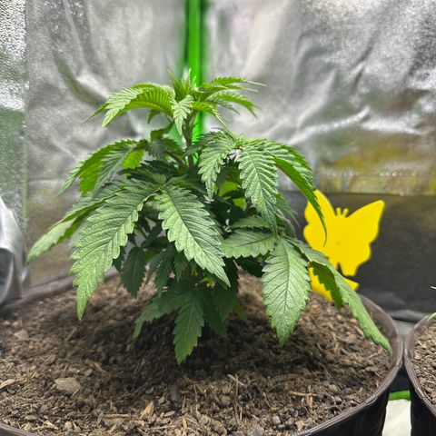 2x Runtz Fast, 1x Gelato #33 Fast growlog timeline photo
