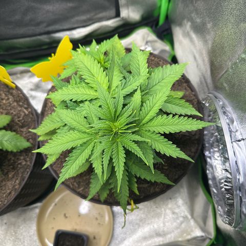 2x Runtz Fast, 1x Gelato #33 Fast growlog timeline photo