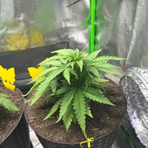 2x Runtz Fast, 1x Gelato #33 Fast growlog timeline photo