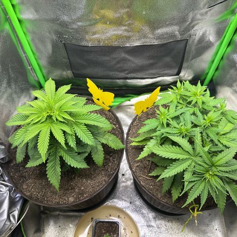 2x Runtz Fast, 1x Gelato #33 Fast growlog timeline photo