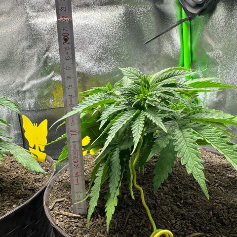 2x Runtz Fast, 1x Gelato #33 Fast growlog timeline photo