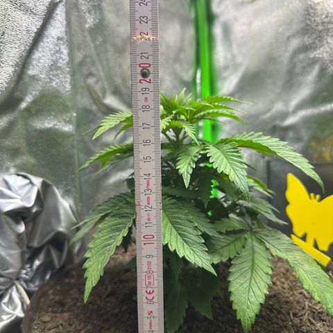2x Runtz Fast, 1x Gelato #33 Fast growlog timeline photo