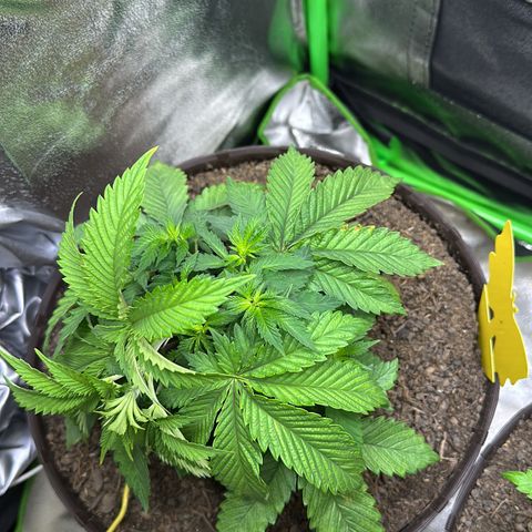 2x Runtz Fast, 1x Gelato #33 Fast growlog timeline photo