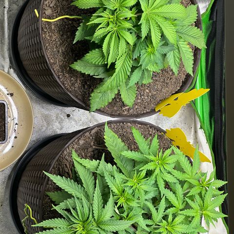 2x Runtz Fast, 1x Gelato #33 Fast growlog timeline photo