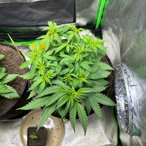 2x Runtz Fast, 1x Gelato #33 Fast growlog photo: 17:00 