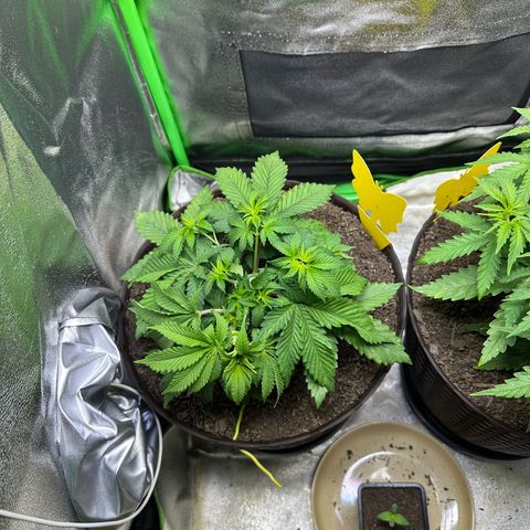 2x Runtz Fast, 1x Gelato #33 Fast growlog photo: 17:00 