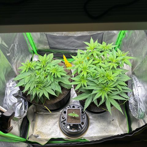 2x Runtz Fast, 1x Gelato #33 Fast growlog timeline photo