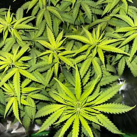 2x Runtz Fast, 1x Gelato #33 Fast growlog timeline photo