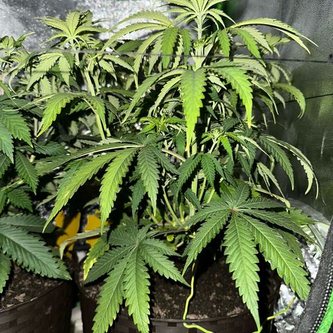 2x Runtz Fast, 1x Gelato #33 Fast growlog timeline photo
