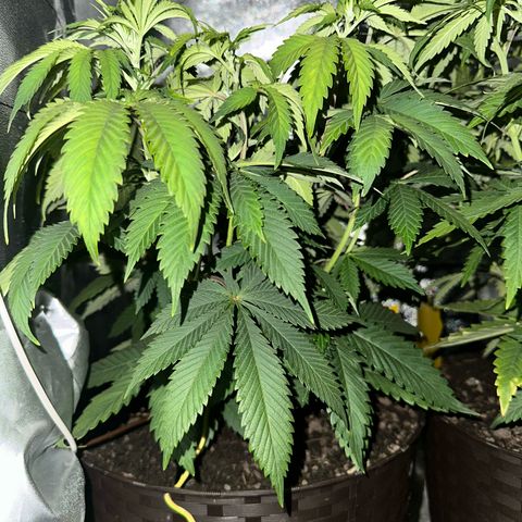2x Runtz Fast, 1x Gelato #33 Fast growlog timeline photo