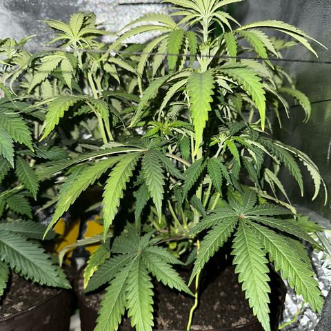 2x Runtz Fast, 1x Gelato #33 Fast growlog timeline photo