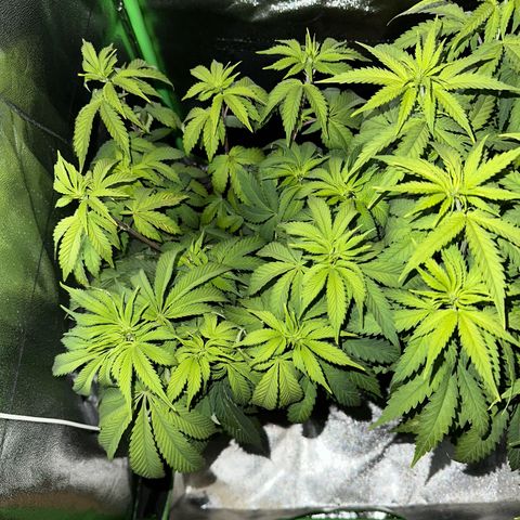 2x Runtz Fast, 1x Gelato #33 Fast growlog timeline photo