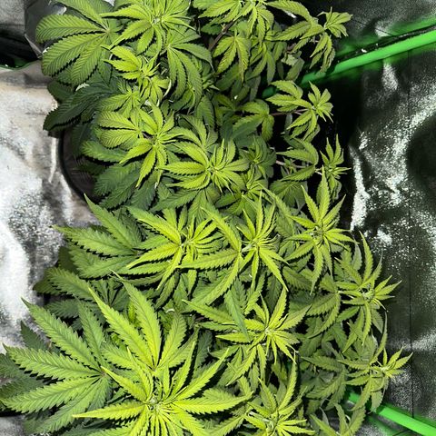 2x Runtz Fast, 1x Gelato #33 Fast growlog timeline photo