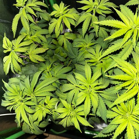 2x Runtz Fast, 1x Gelato #33 Fast growlog timeline photo