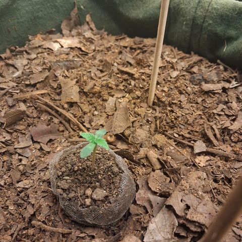 White Gorilla growlog timeline photo