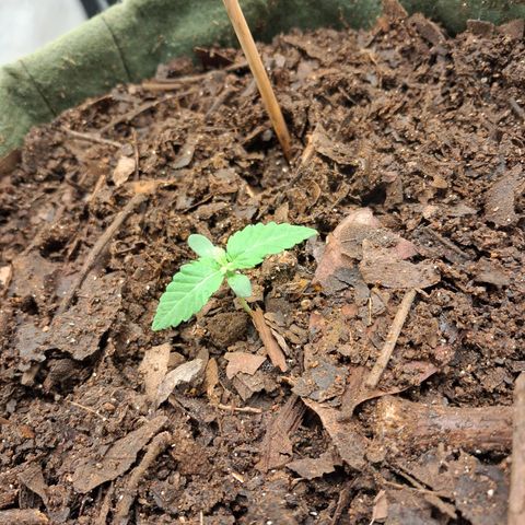 White Gorilla growlog photo: Tô achando as primeiras folhas desenvolverem de forma estranha 
