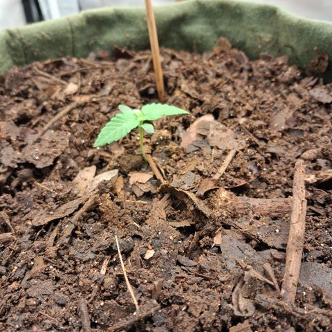 White Gorilla growlog photo: Tô achando as primeiras folhas desenvolverem de forma estranha 