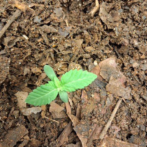White Gorilla growlog photo: Tô achando as primeiras folhas desenvolverem de forma estranha 