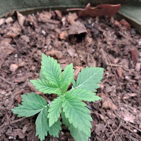 White Gorilla growlog timeline photo
