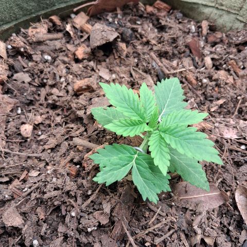 White Gorilla growlog timeline photo