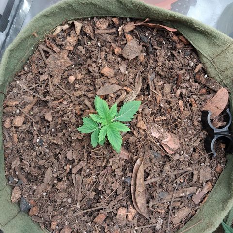 White Gorilla growlog timeline photo