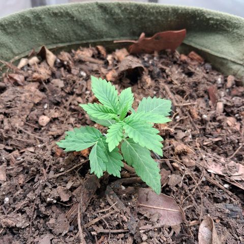 White Gorilla growlog timeline photo