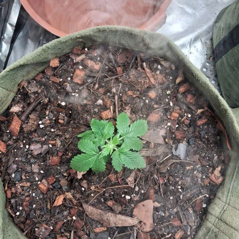 White Gorilla growlog timeline photo