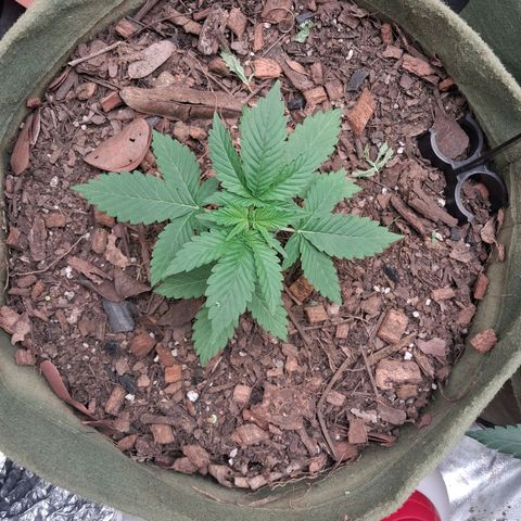 White Gorilla growlog timeline photo