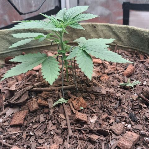 White Gorilla growlog timeline photo