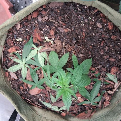 White Gorilla growlog timeline photo