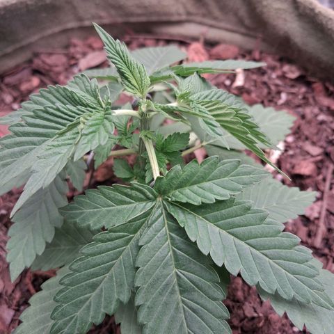 White Gorilla growlog timeline photo